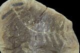 Fossil Fern (Pecopteris) And Horsetail (Calamites) - Mazon Creek #123538-1
